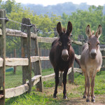 p2_donkeys