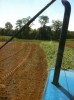 Buckwheat tilling