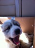 Box of puppies