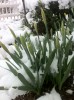 daffodil standing strong with heavy snow