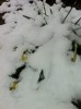 daffodil smashed by snow