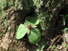 Trillium