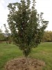 Malus ‘Arkansas Black’